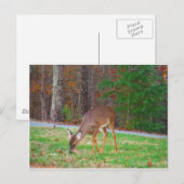 ジャスト失ったスポット、ベビー鹿 ポストカード (正面/裏面)