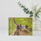 ジャスパーはがき ポストカード (スタンド正面)