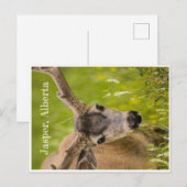 ジャスパーはがき ポストカード (正面/裏面)