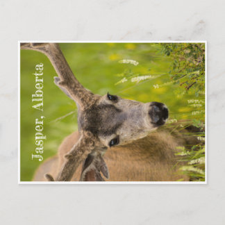 ジャスパーはがき ポストカード