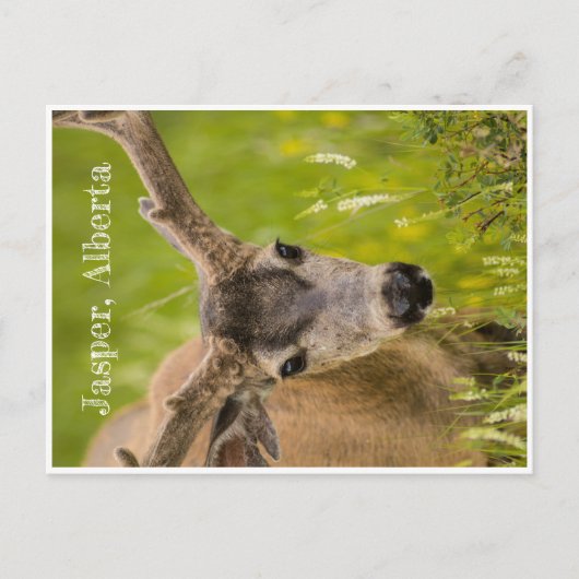 ジャスパーはがき ポストカード (正面)