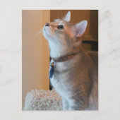 ジャスパー子猫の写真ポストカード ポストカード (正面)