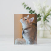 ジャスパー空白のキッテン写真はがき ポストカード (スタンド正面)