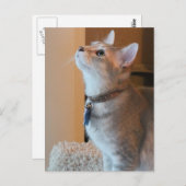 ジャスパー空白のキッテン写真はがき ポストカード (正面/裏面)