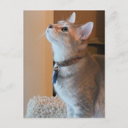 ジャスパー空白のキッテン写真はがき ポストカード (正面)