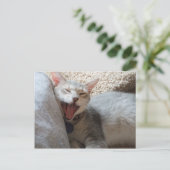 ジャスパー あくびをする子猫の写真 ポストカード (スタンド正面)
