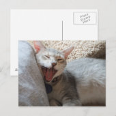 ジャスパー あくびをする子猫の写真 ポストカード (正面/裏面)