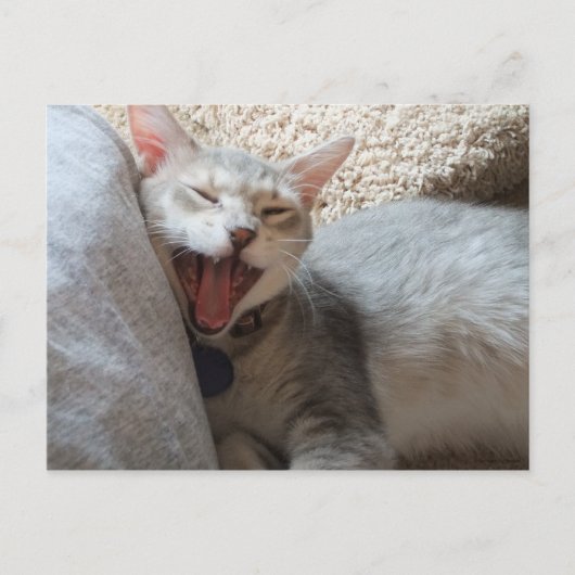 ジャスパー あくびをする子猫の写真 ポストカード (正面)
