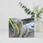 ジャスパー ポストカード (スタンド正面)