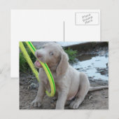 ジャスパー ポストカード (正面/裏面)