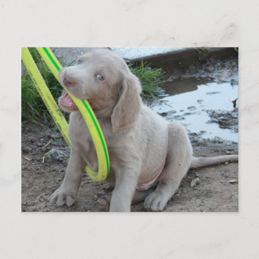 ジャスパー ポストカード (正面)