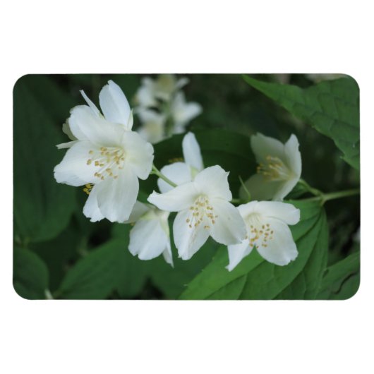 ジャスミンの写真の縦型Makeをパーソナライズされた置き換え マグネット (横)