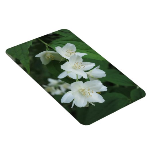 ジャスミンの写真の縦型Makeをパーソナライズされた置き換え マグネット (右側)