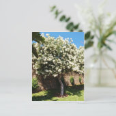 ジャスミンの木 ポストカード (スタンド正面)