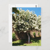 ジャスミンの木 ポストカード (正面/裏面)