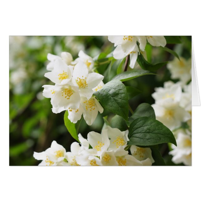 ジャスミンの花のクローズアップ (正面横)