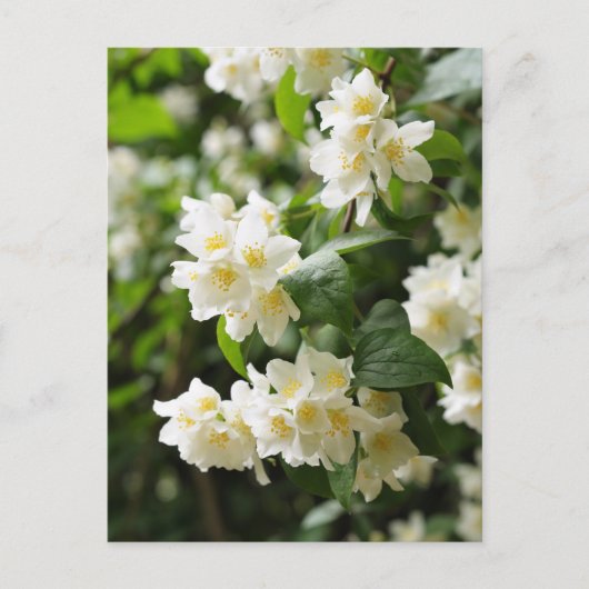 ジャスミンの花のクローズアップ ポストカード (正面)