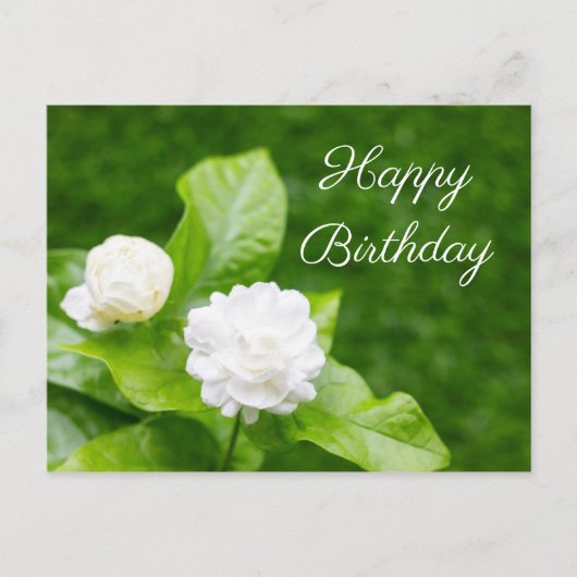 ジャスミンの花は緑の誕生日カードに載っている ポストカード (正面)