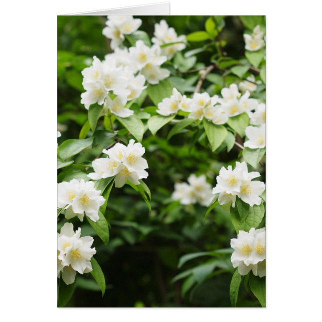 ジャスミンの花 (正面)