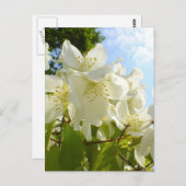 ジャスミンの花 ポストカード (正面/裏面)
