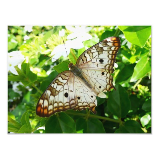 ジャスミンの蝶の熱帯自然 フォトプリント            (正面)