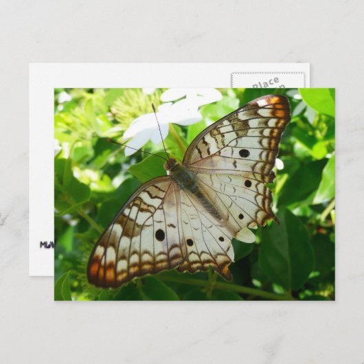 ジャスミンの蝶の熱帯自然 ポストカード (正面/裏面)