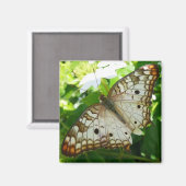 ジャスミンの蝶の熱帯自然 マグネット (正面/裏面)