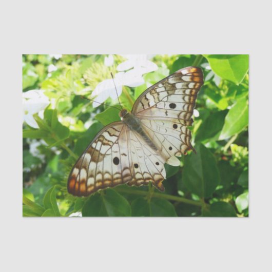 ジャスミンの蝶の熱帯自然 薄葉紙 (正面)