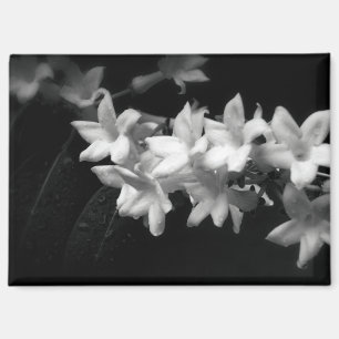 ジャスミンの黒と白の花の写真 マグネット