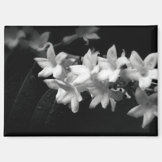 ジャスミンの黒と白の花の写真 マグネット