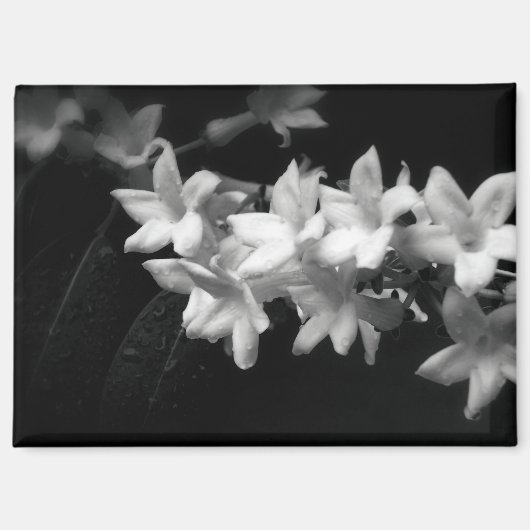 ジャスミンの黒と白の花の写真 マグネット (正面)