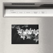ジャスミンの黒と白の花の写真 マグネット (インサイチュ (食洗機))
