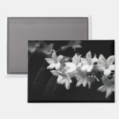 ジャスミンの黒と白の花の写真 マグネット (正面/裏面)