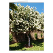 ジャスミンツリー (正面)