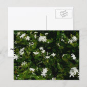 ジャスミンフラワートロピカルボタニカル ポストカード (正面/裏面)