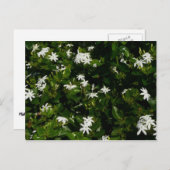 ジャスミンフラワートロピカルボタニカル ポストカード (正面/裏面)