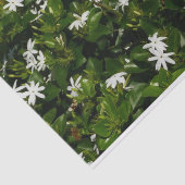 ジャスミンフラワートロピカルボタニカル 薄葉紙 (詳細)