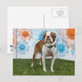 ジャスミン – ボストンテリア ポストカード (正面/裏面)