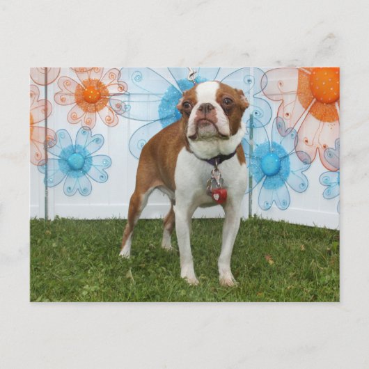 ジャスミン – ボストンテリア ポストカード (正面)