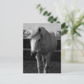 ジャスミン ポストカード (スタンド正面)