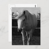 ジャスミン ポストカード (正面/裏面)