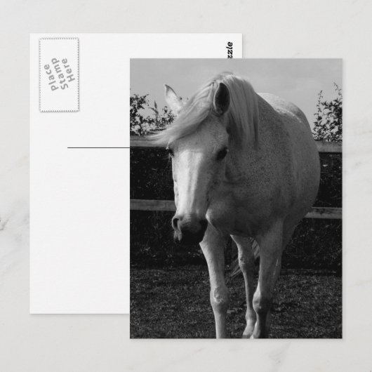 ジャスミン ポストカード (正面/裏面)