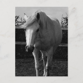 ジャスミン ポストカード