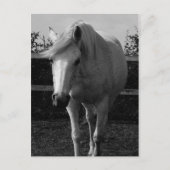 ジャスミン ポストカード (正面)