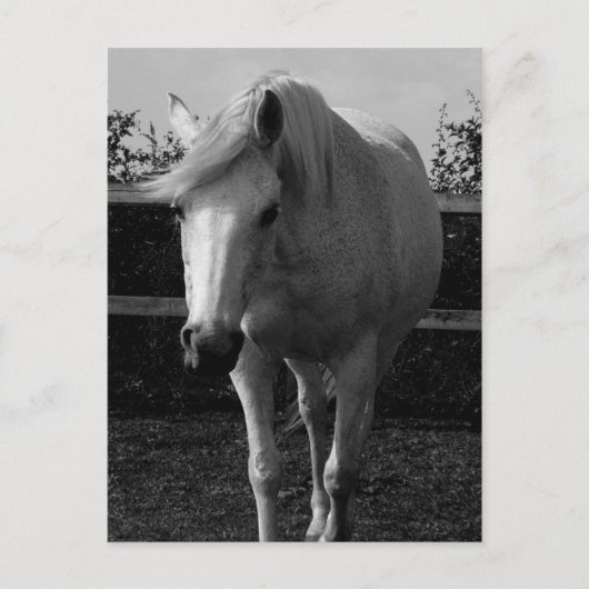 ジャスミン ポストカード (正面)