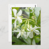 ジャスミン ポストカード (正面/裏面)