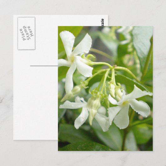 ジャスミン ポストカード (正面/裏面)