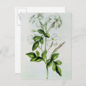 ジャスミン「ラ・ギランデ・ジュリー」より ポストカード (正面/裏面)