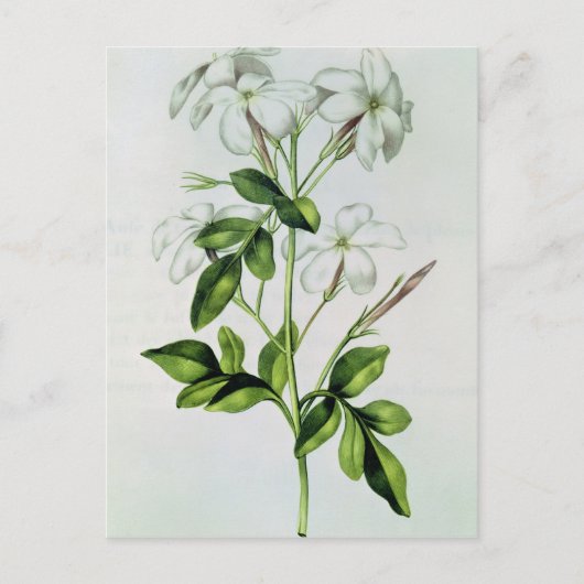 ジャスミン「ラ・ギランデ・ジュリー」より ポストカード (正面)