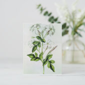 ジャスミン「ラ・ギランデ・ジュリー」より ポストカード (スタンド正面)